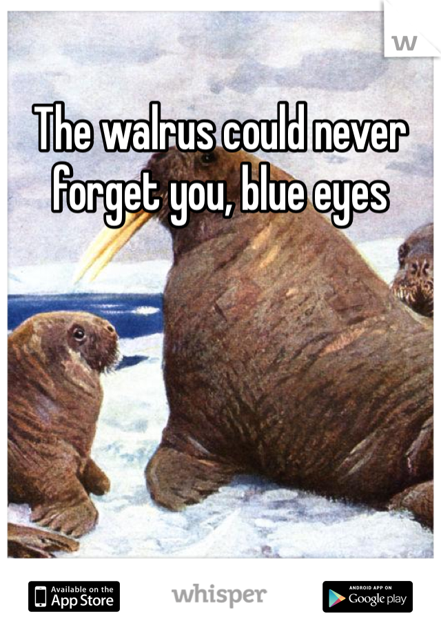 The walrus could never forget you, blue eyes