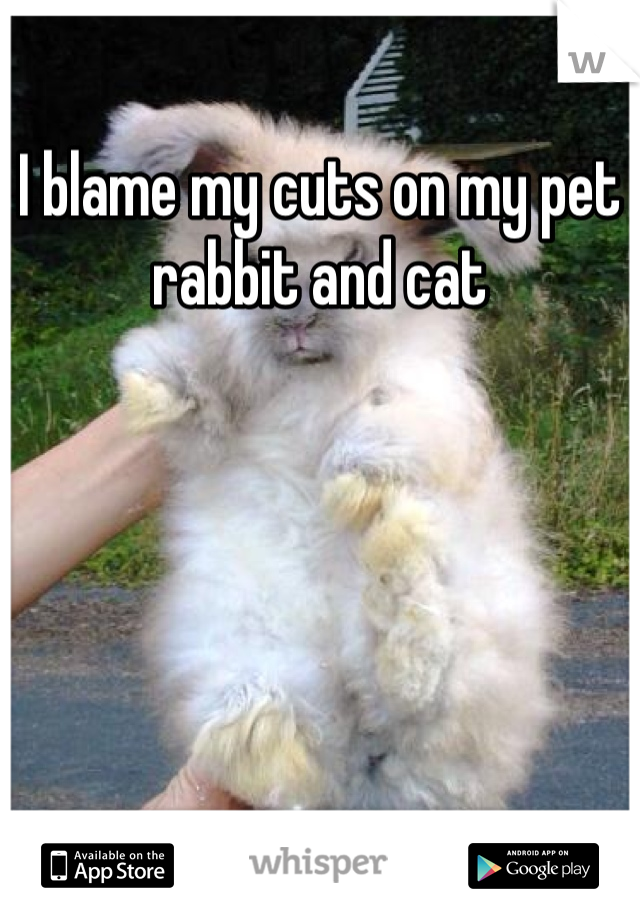I blame my cuts on my pet rabbit and cat