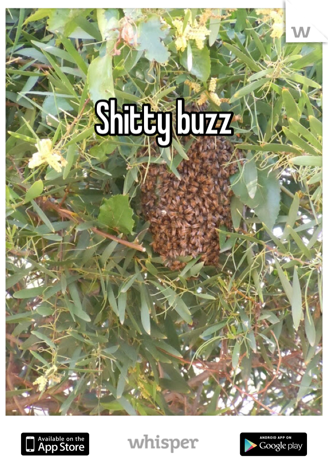 Shitty buzz