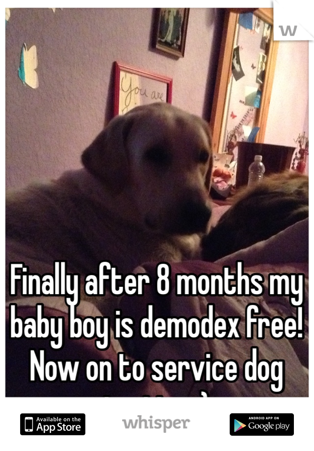 Finally after 8 months my baby boy is demodex free! Now on to service dog testing :)