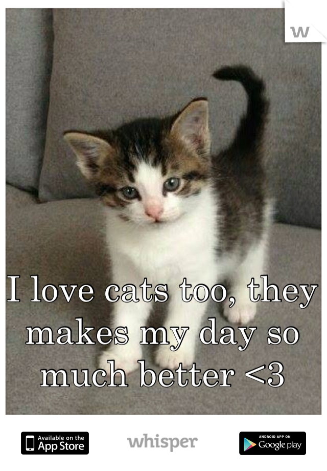 I love cats too, they makes my day so much better <3