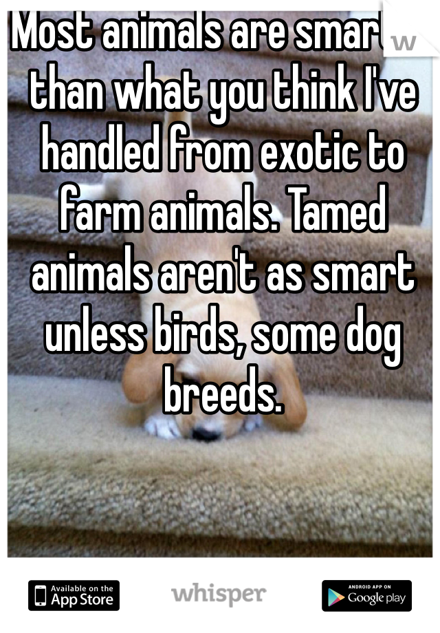 Most animals are smarter than what you think I've handled from exotic to farm animals. Tamed animals aren't as smart unless birds, some dog breeds. 
