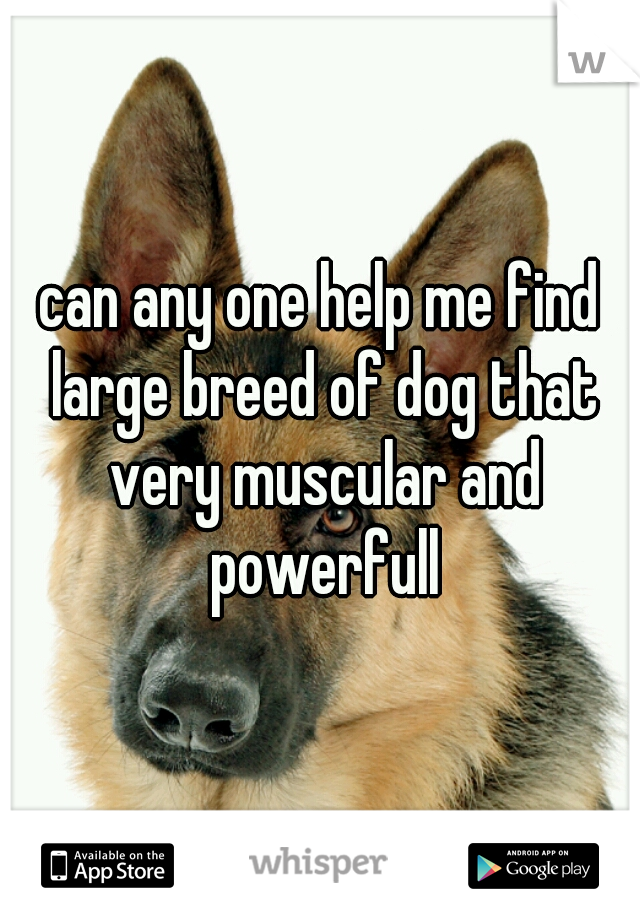 can any one help me find large breed of dog that very muscular and powerfull