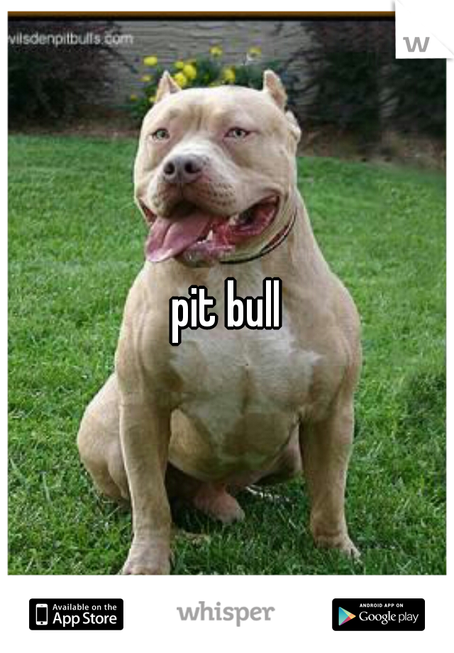 pit bull