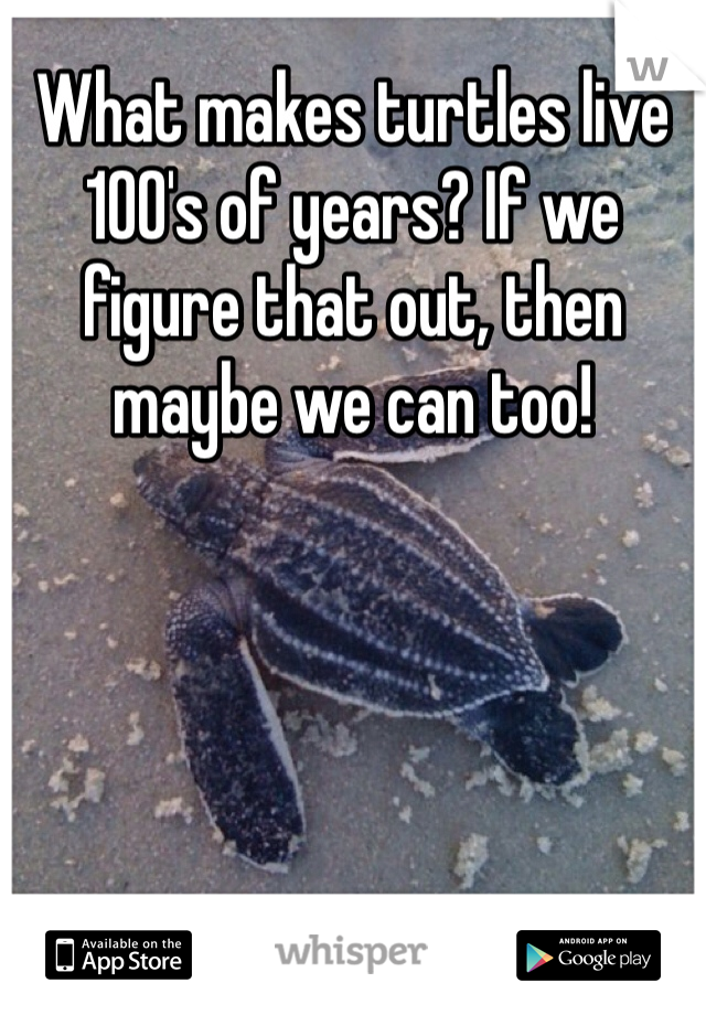 What makes turtles live 100's of years? If we figure that out, then maybe we can too!