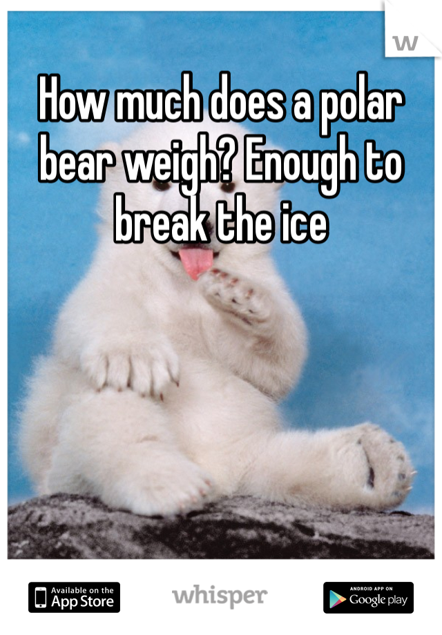 How much does a polar bear weigh? Enough to break the ice