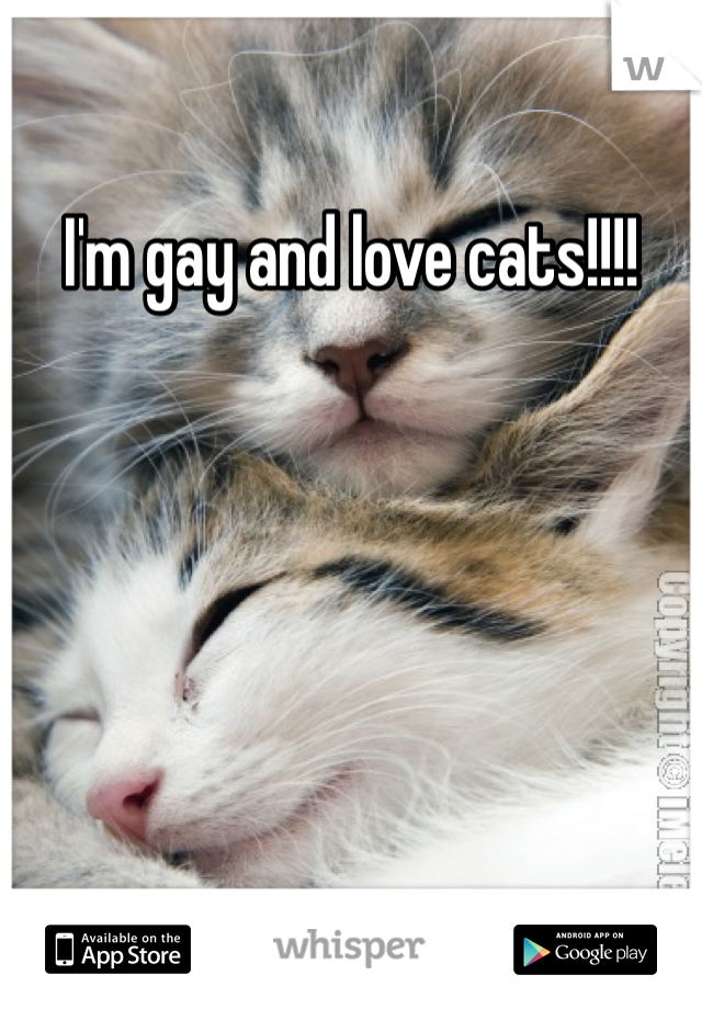 I'm gay and love cats!!!!