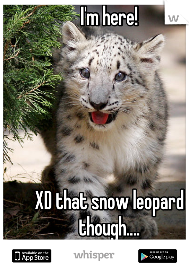 I'm here!






XD that snow leopard though....