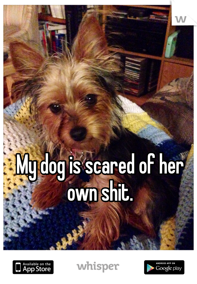 My dog is scared of her own shit. 