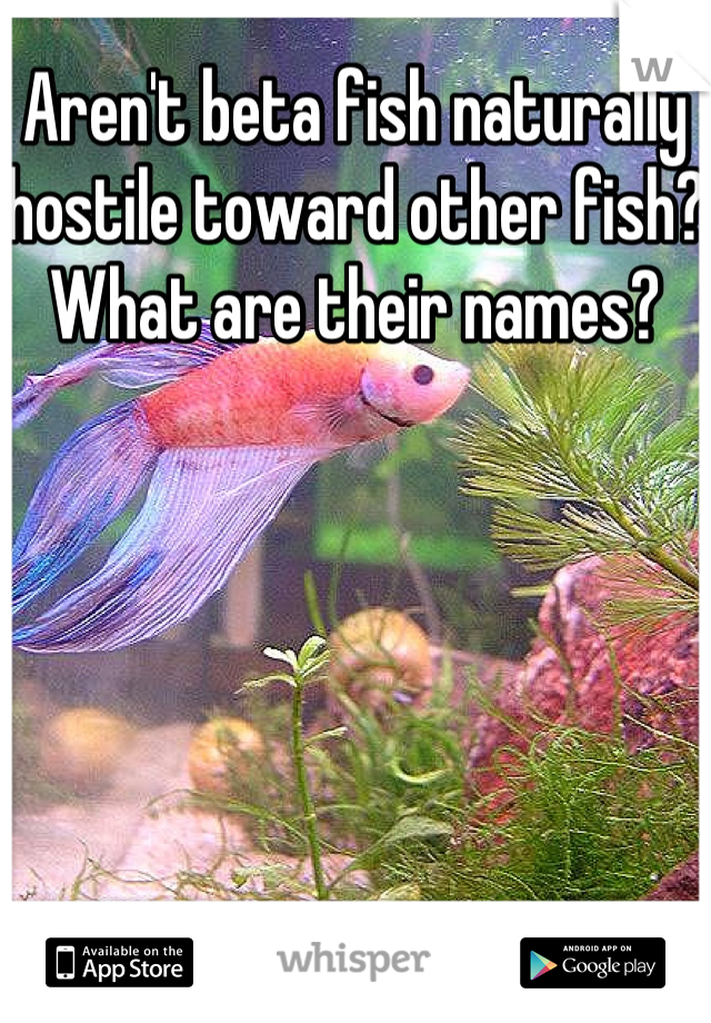 Aren't beta fish naturally hostile toward other fish? What are their names?