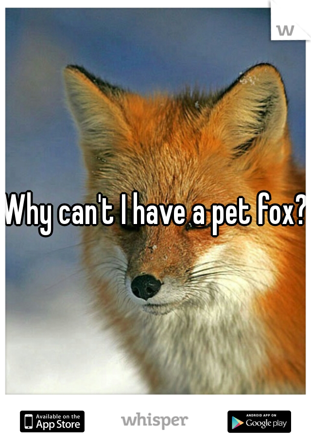 Why can't I have a pet fox?