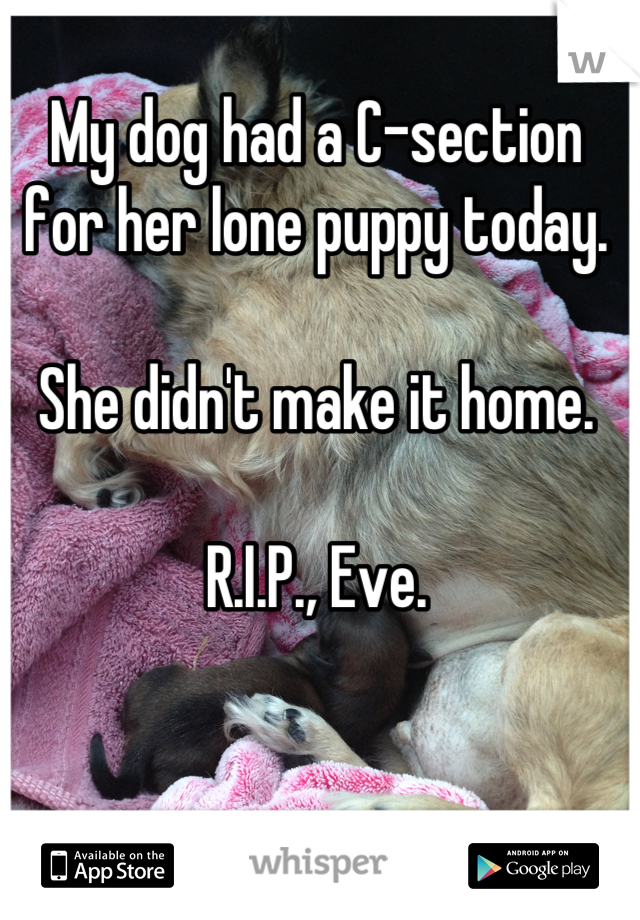 My dog had a C-section for her lone puppy today. 

She didn't make it home.

R.I.P., Eve.