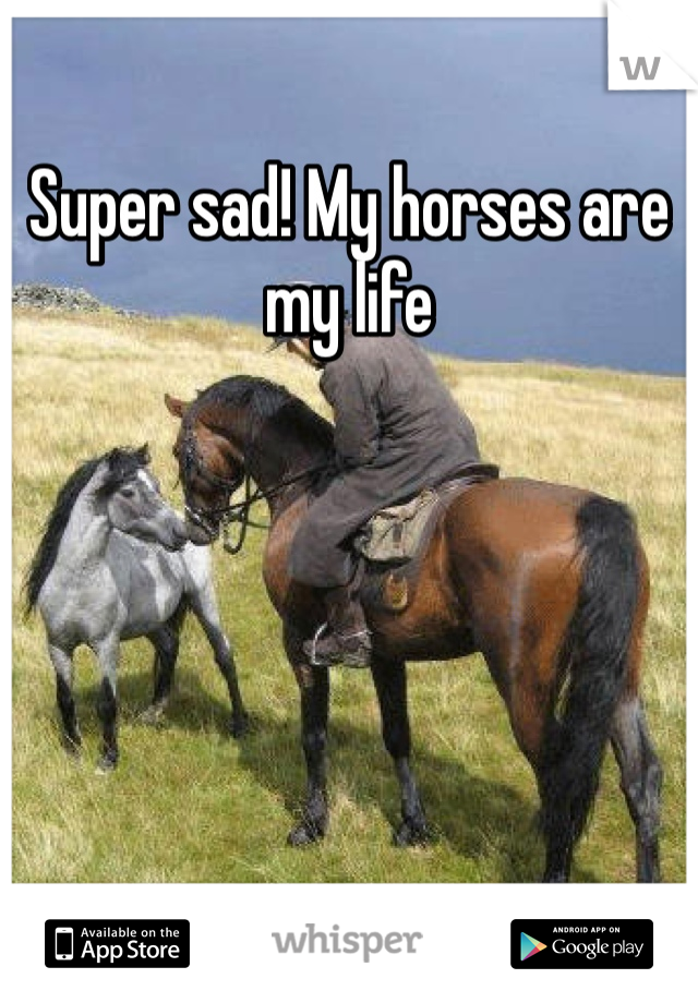 Super sad! My horses are my life