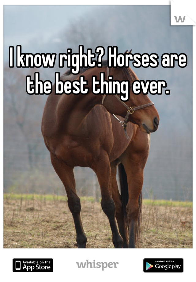I know right? Horses are the best thing ever. 