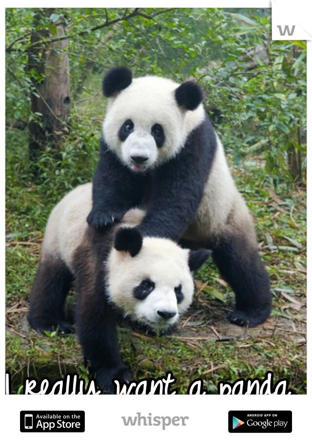 I really want a panda, buy me one ? (: (/,\)