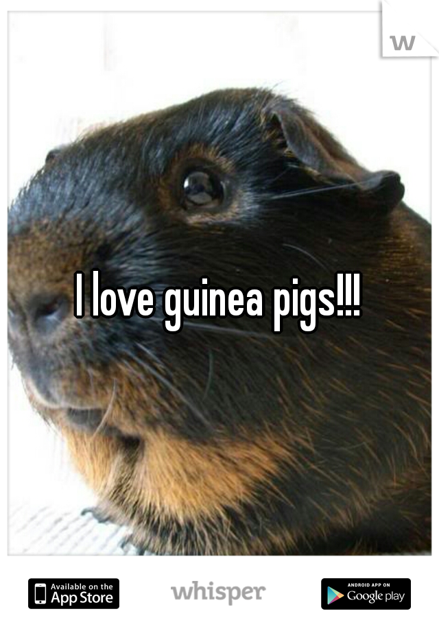 I love guinea pigs!!!