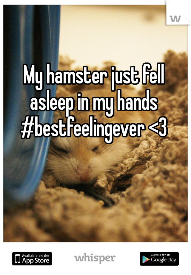 My hamster just fell asleep in my hands #bestfeelingever <3