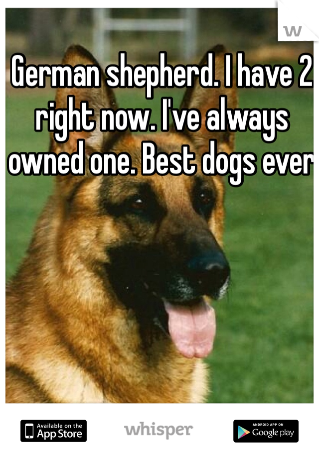 German shepherd. I have 2 right now. I've always owned one. Best dogs ever 