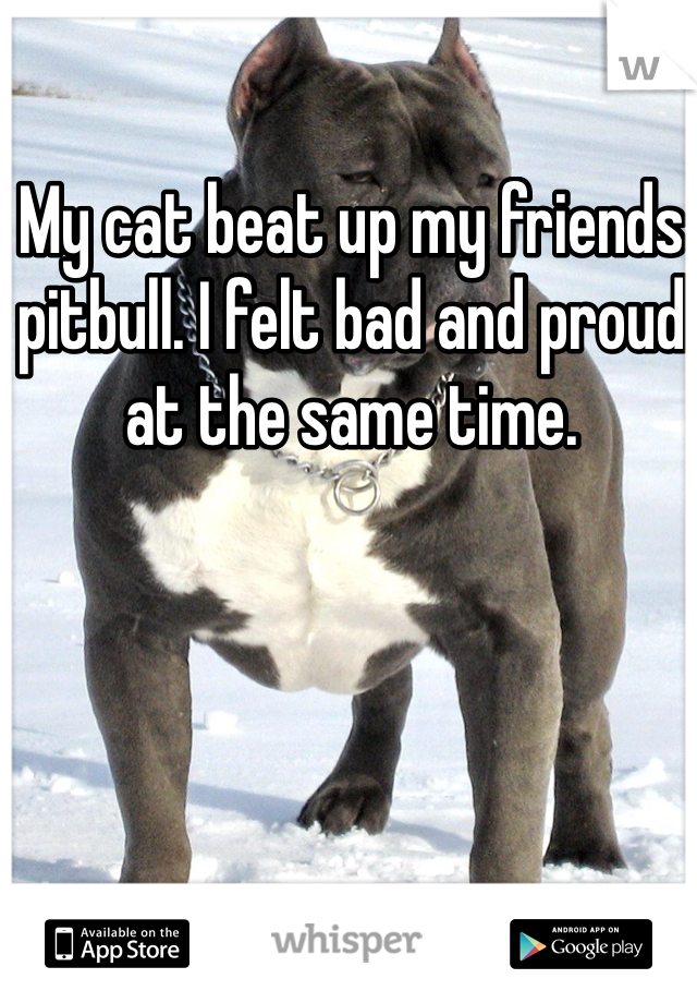 My cat beat up my friends pitbull. I felt bad and proud at the same time. 