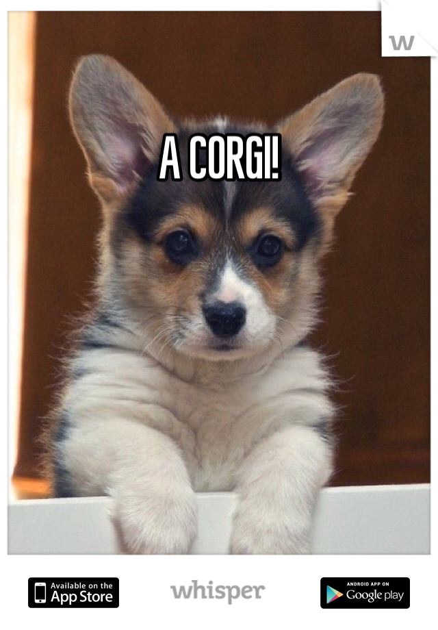 A CORGI!