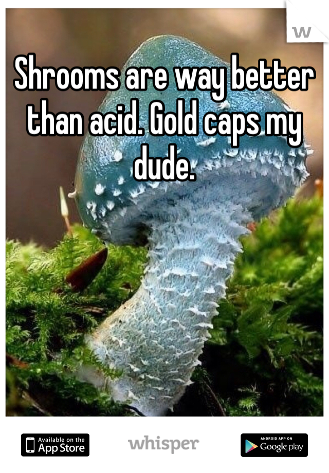 Shrooms are way better than acid. Gold caps my dude. 
