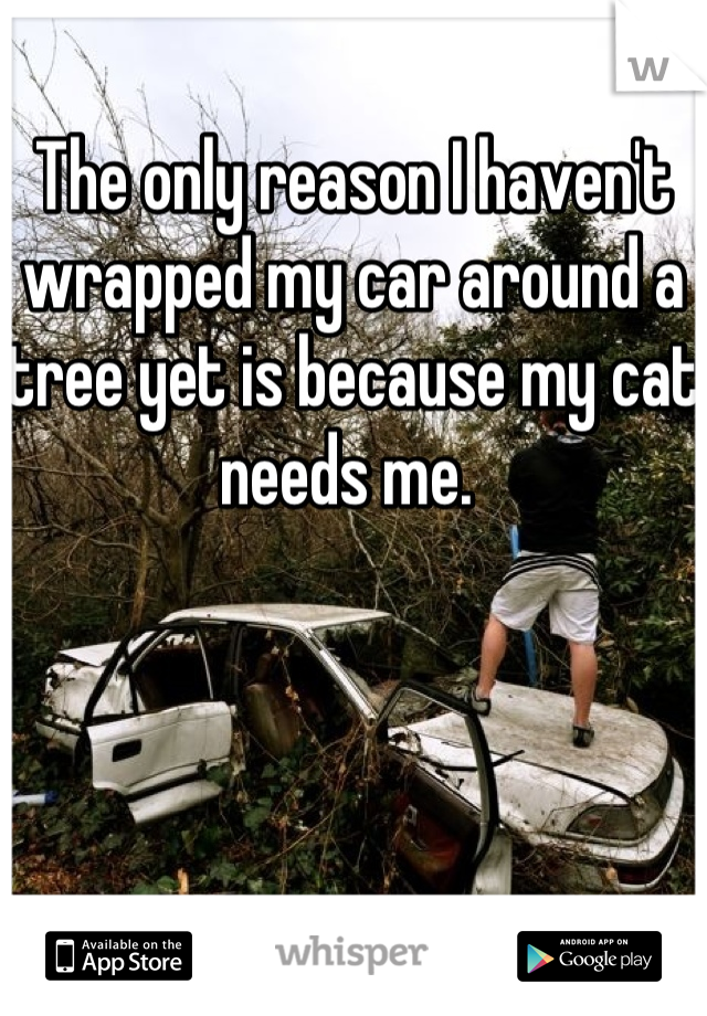 The only reason I haven't wrapped my car around a tree yet is because my cat needs me. 