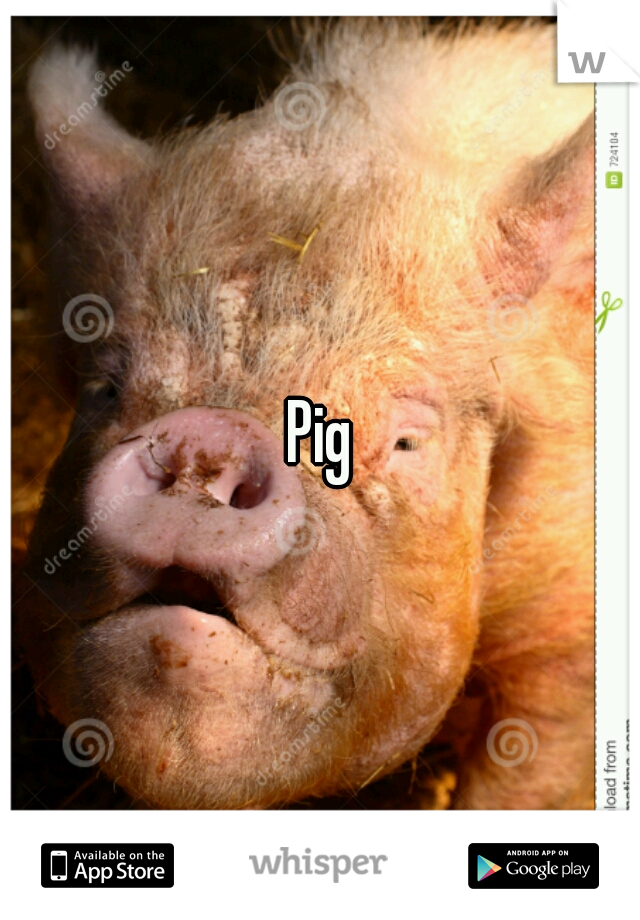 Pig