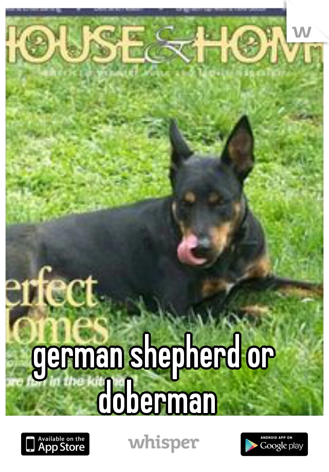 german shepherd or doberman