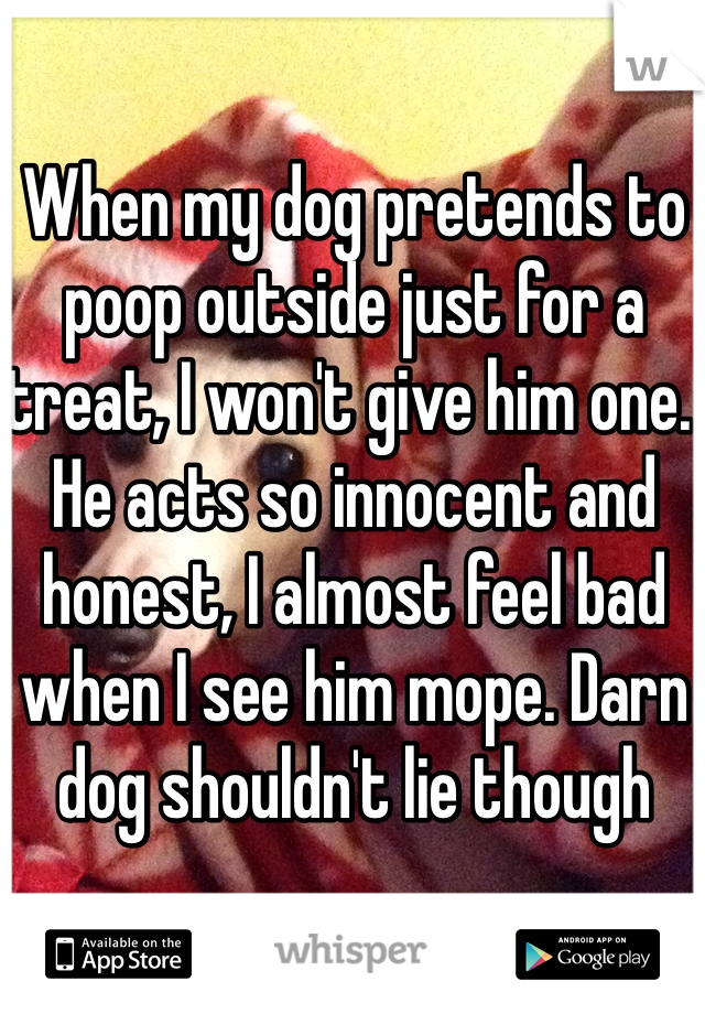 When my dog pretends to poop outside just for a treat, I won't give him one. He acts so innocent and honest, I almost feel bad when I see him mope. Darn dog shouldn't lie though