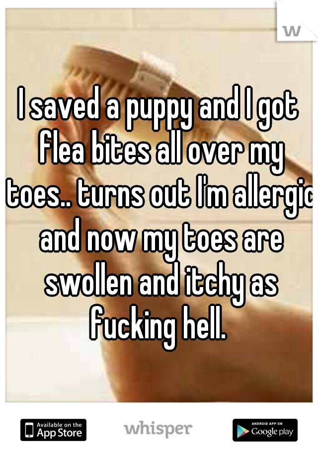 I saved a puppy and I got flea bites all over my toes.. turns out I'm allergic and now my toes are swollen and itchy as fucking hell. 
