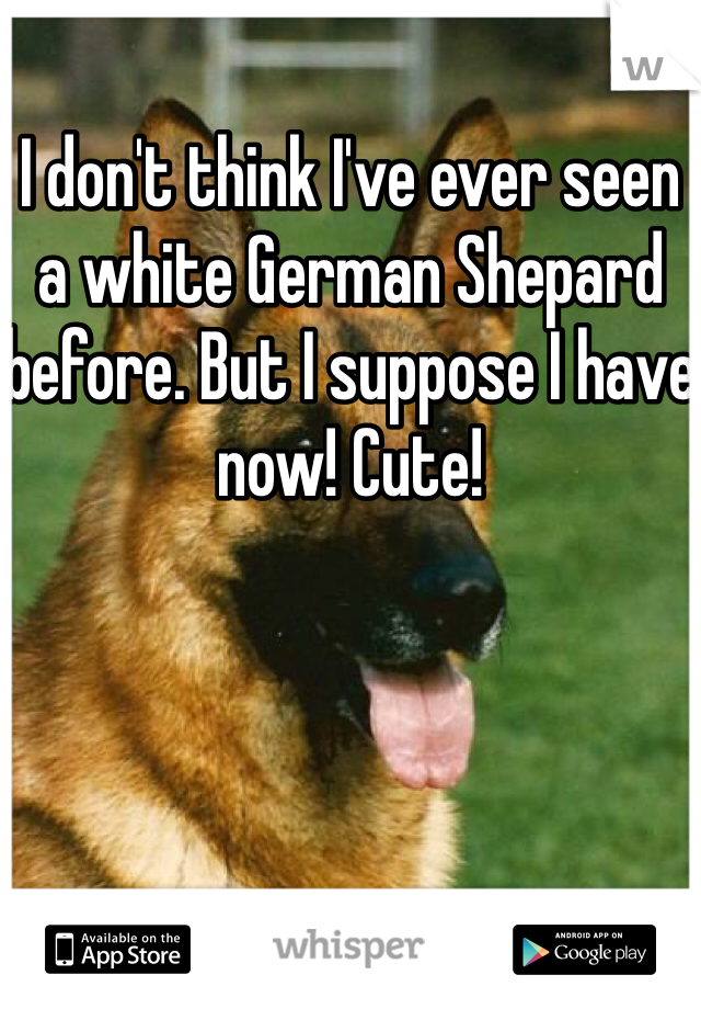 I don't think I've ever seen a white German Shepard before. But I suppose I have now! Cute!