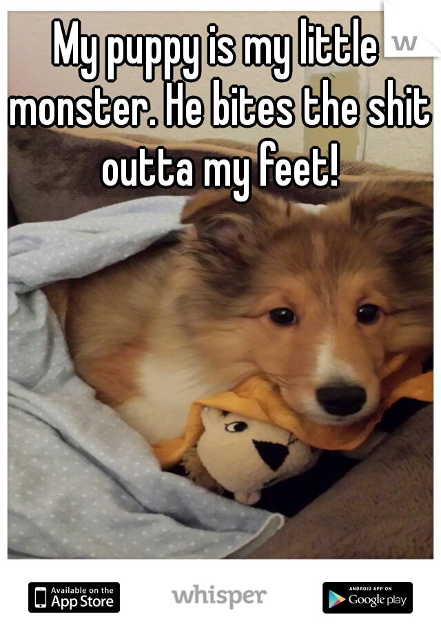 My puppy is my little monster. He bites the shit outta my feet!