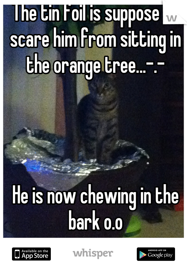 The tin foil is suppose to scare him from sitting in the orange tree...-.-




He is now chewing in the bark o.o
