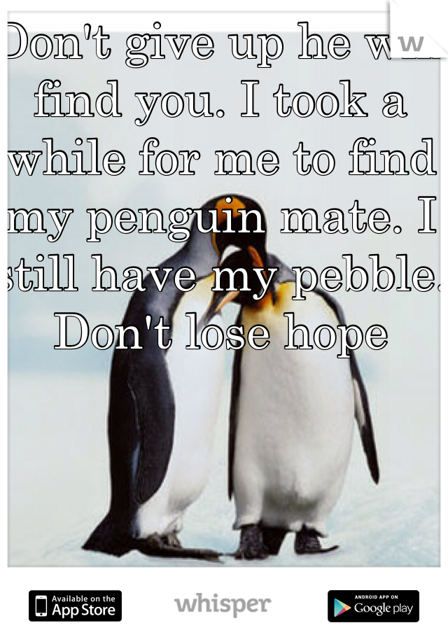Don't give up he will find you. I took a while for me to find my penguin mate. I still have my pebble. Don't lose hope 