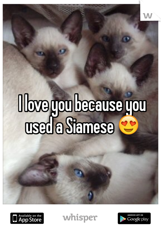 I love you because you used a Siamese 😍