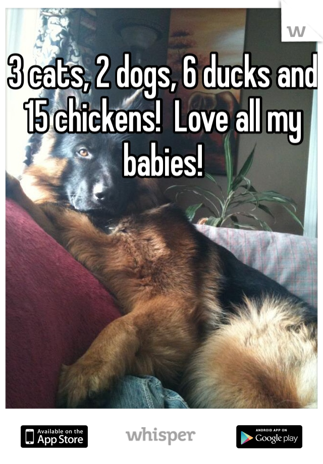 3 cats, 2 dogs, 6 ducks and 15 chickens!  Love all my babies!