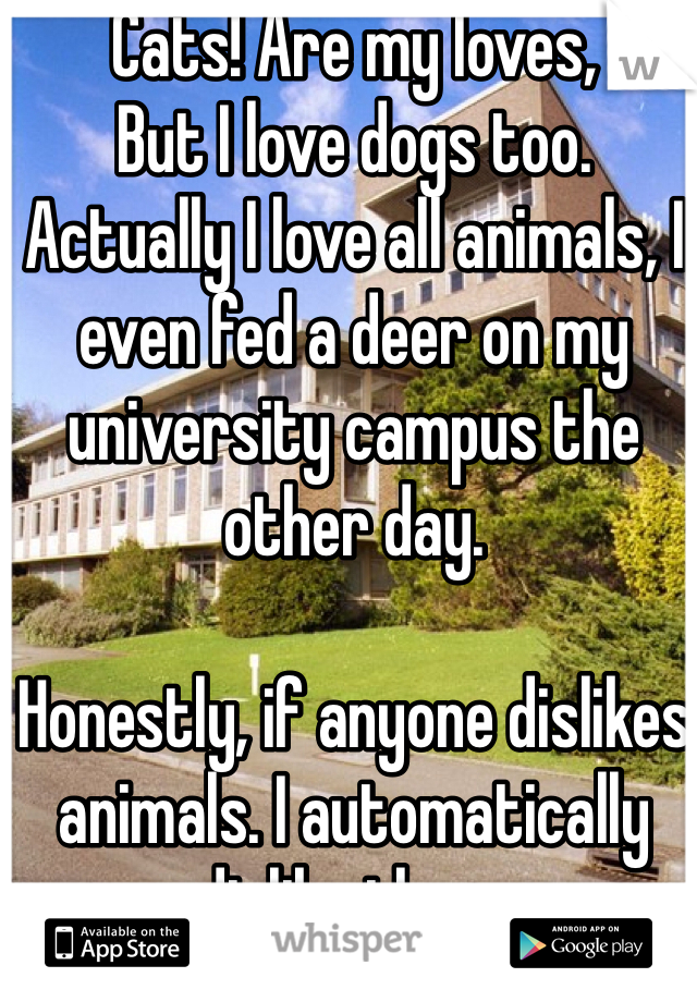 Cats! Are my loves, 
But I love dogs too.
Actually I love all animals, I even fed a deer on my university campus the other day.

Honestly, if anyone dislikes animals. I automatically dislike them.