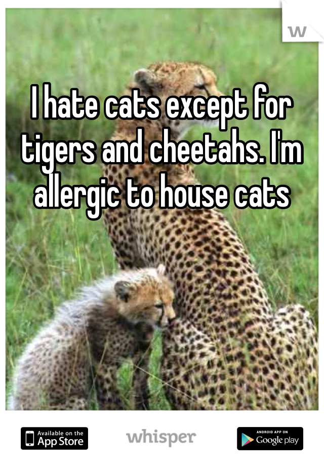 I hate cats except for tigers and cheetahs. I'm allergic to house cats 