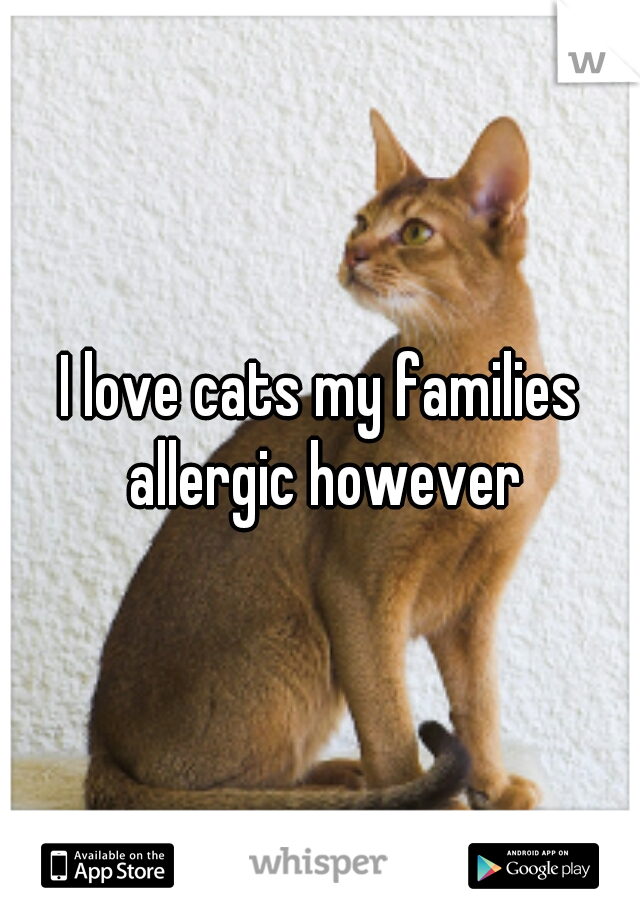 I love cats my families allergic however