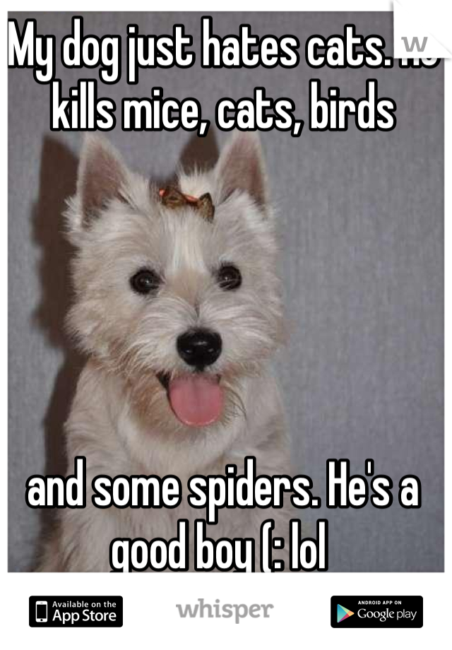 My dog just hates cats. He kills mice, cats, birds 





and some spiders. He's a good boy (: lol 