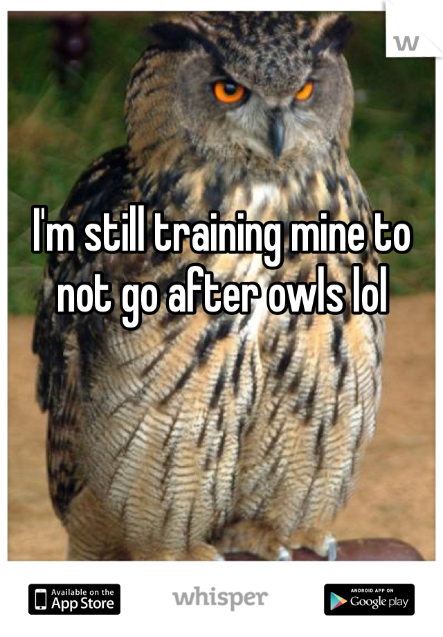 I'm still training mine to not go after owls lol