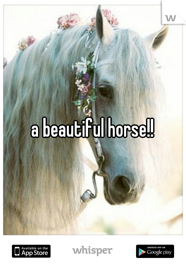 a beautiful horse!!