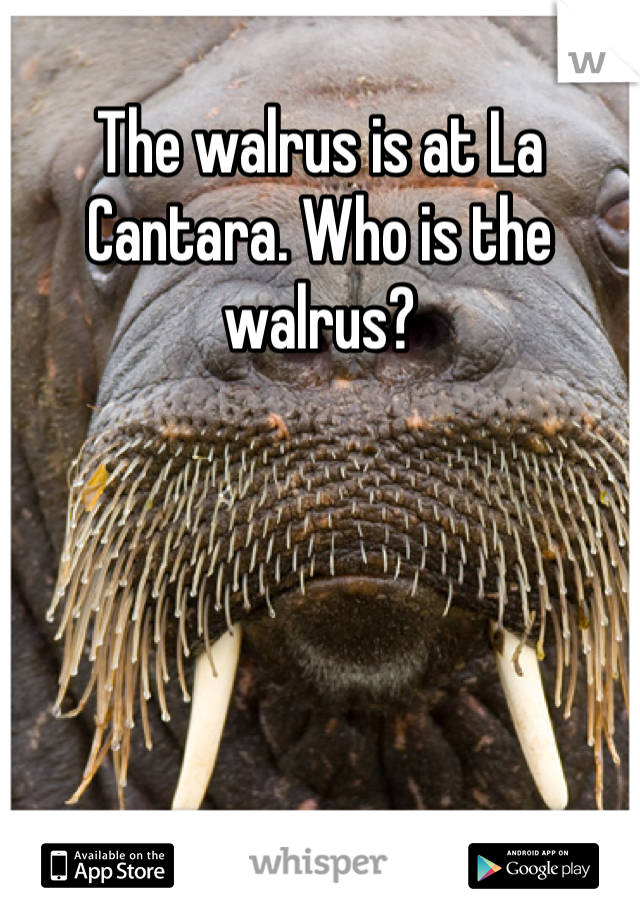 The walrus is at La Cantara. Who is the walrus?