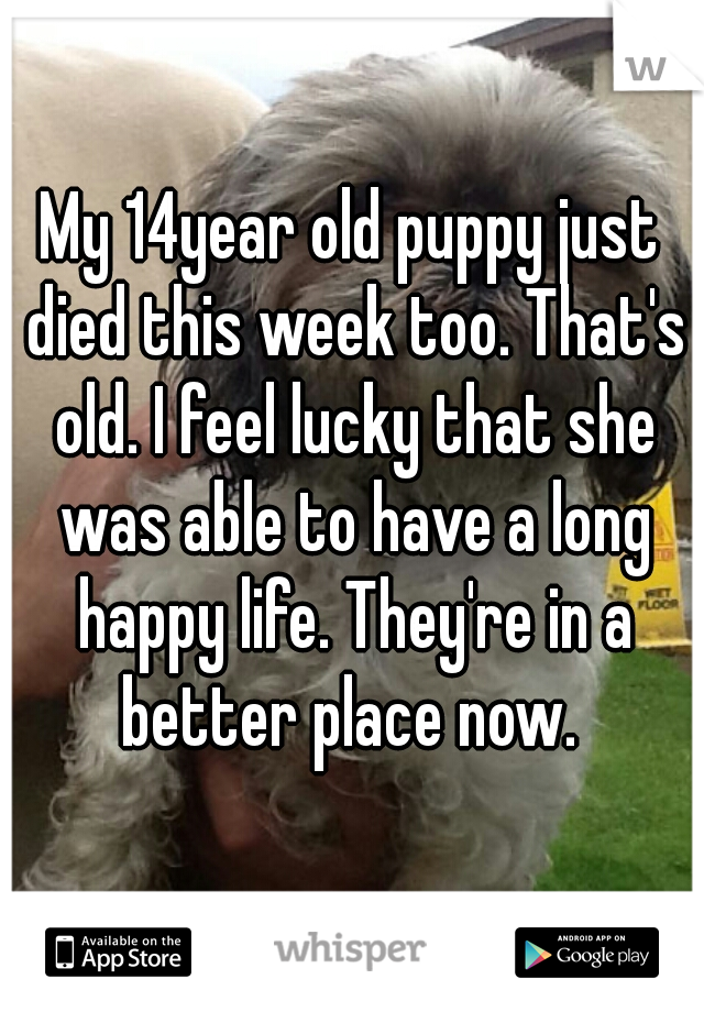 My 14year old puppy just died this week too. That's old. I feel lucky that she was able to have a long happy life. They're in a better place now. 