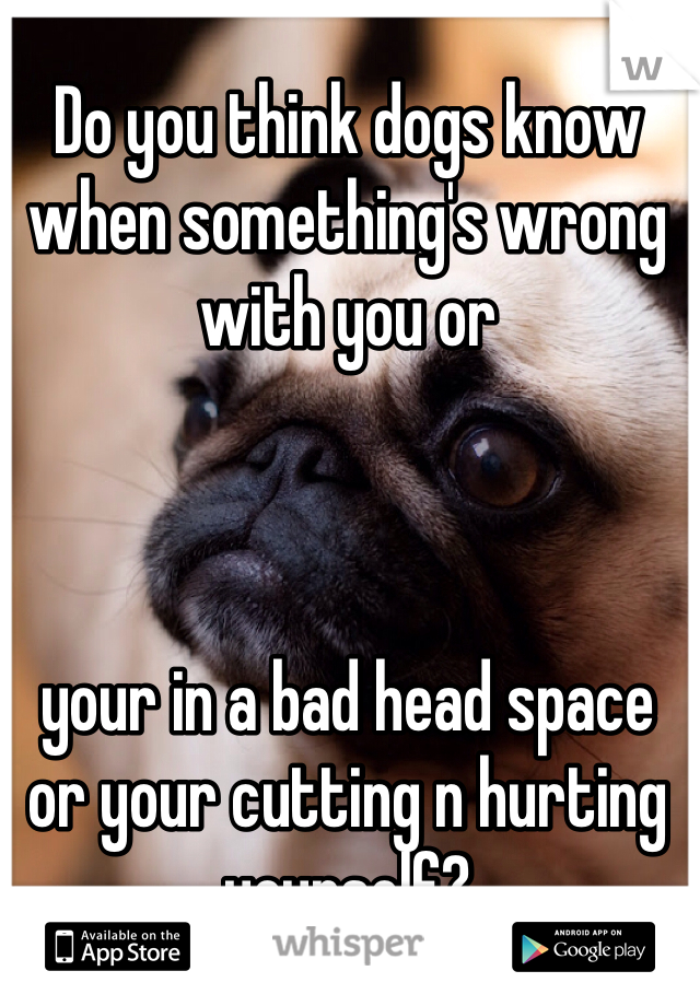 Do you think dogs know when something's wrong with you or 



your in a bad head space or your cutting n hurting yourself?