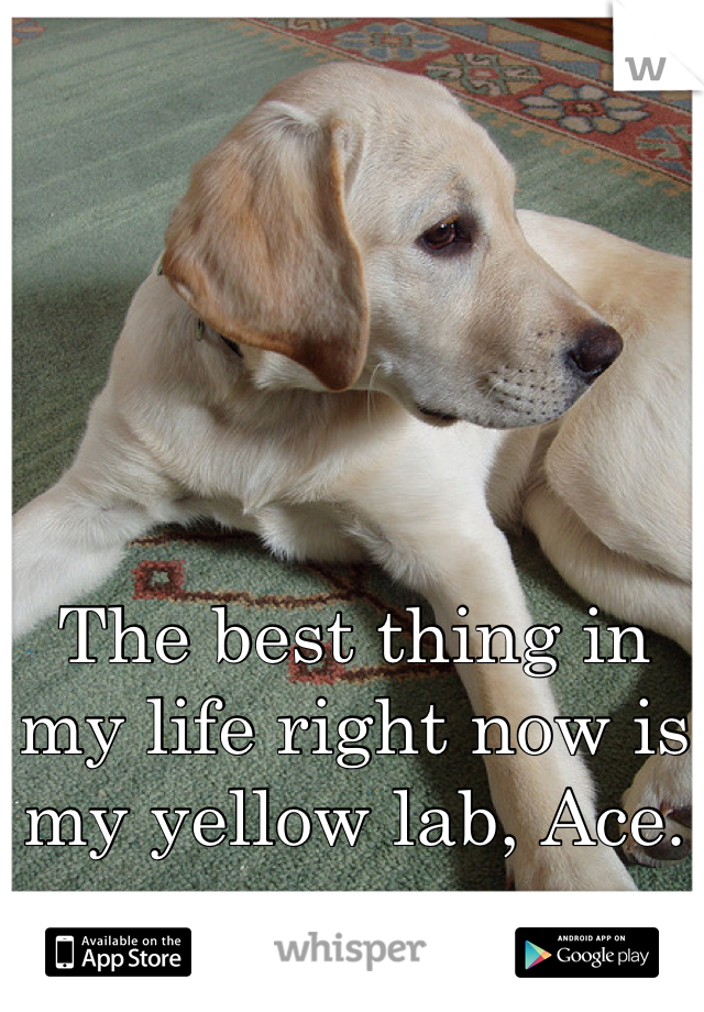 The best thing in my life right now is my yellow lab, Ace.