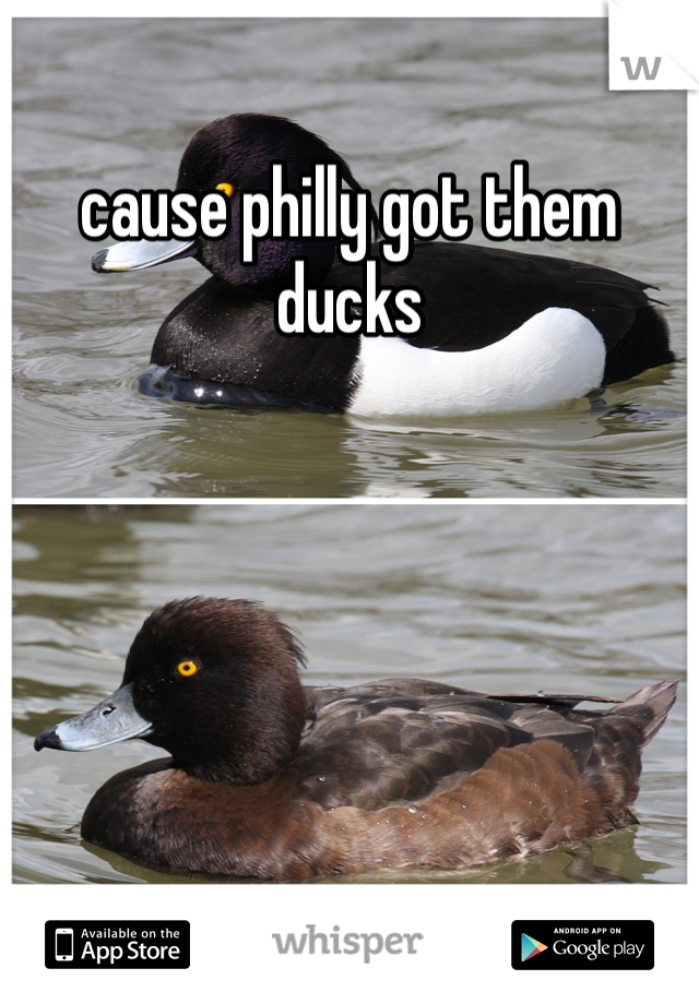 cause philly got them ducks