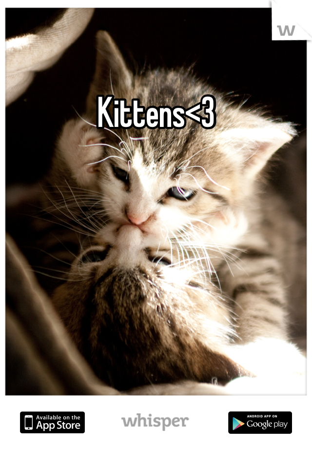 Kittens<3