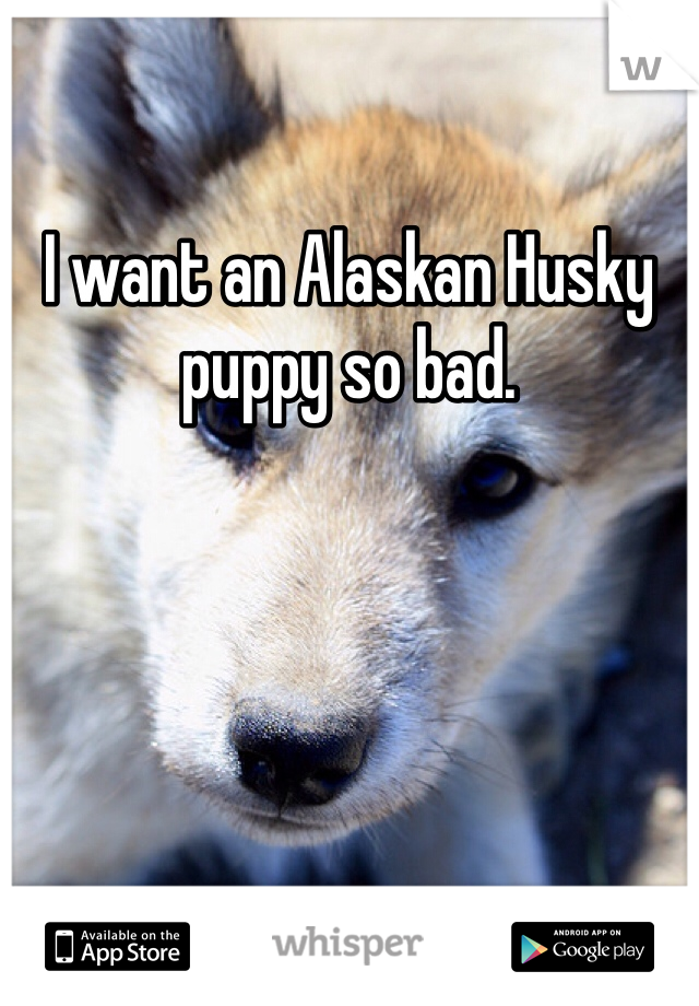 I want an Alaskan Husky puppy so bad.