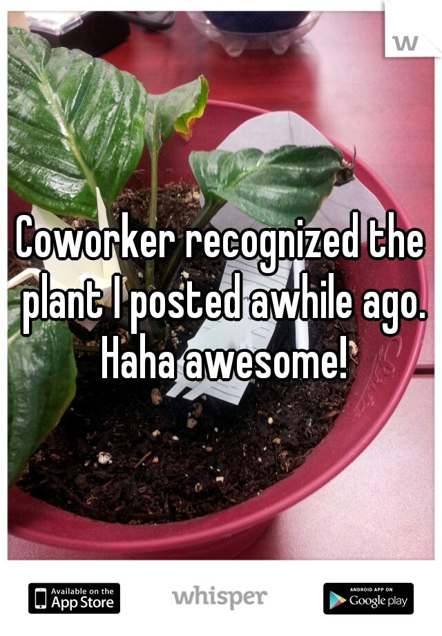 Coworker recognized the plant I posted awhile ago. Haha awesome!